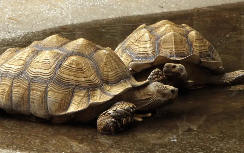 6 Early Signs of Pyramiding in Tortoises and How to Stop It