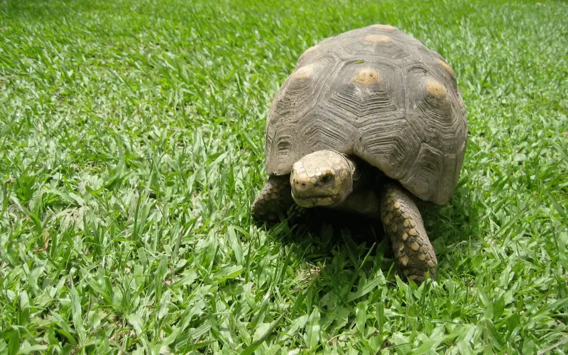 6 Early Signs of Pyramiding in Tortoises and How to Stop It