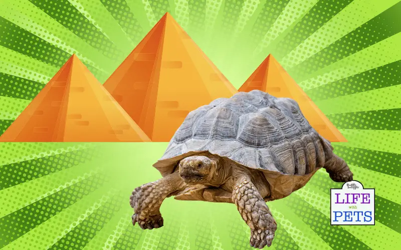 6 Early Signs of Pyramiding in Tortoises and How to Stop It