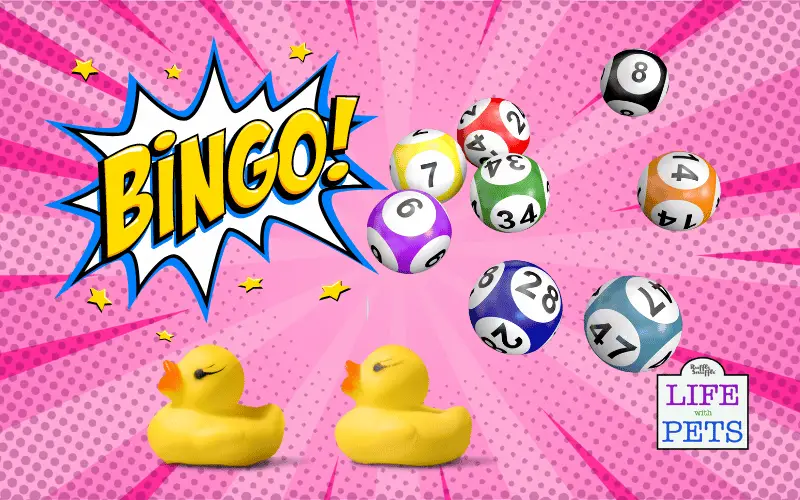 "Can You Name the Animals Hidden in Bingo Calls?"