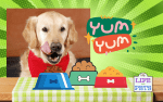 Delicious DIY Doggie Dinners to Spoil Your Pup