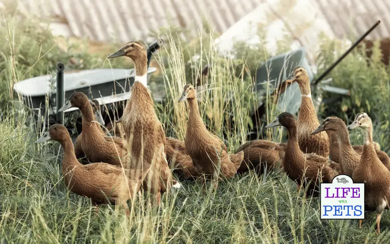 indian runner ducks
