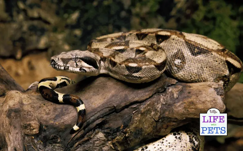 boa constrictor
