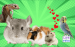 How To Create A Safe And Stimulating Environment For Small Pets