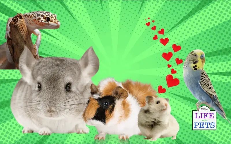 How To Create A Safe And Stimulating Environment For Small Pets