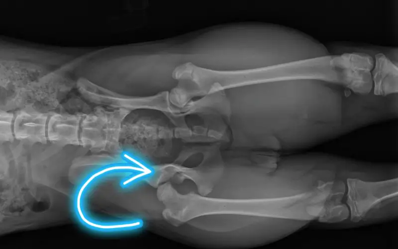 Understanding Hip Dysplasia - A Comprehensive Guide for Dog Owners Xray from overhead showing hip dysplasia in a dog