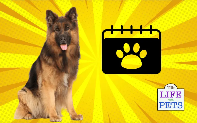 Understanding Hip Dysplasia - A Comprehensive Guide for Dog Owners