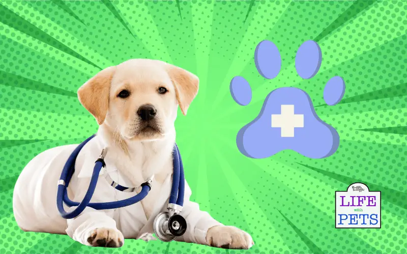 3 Top Tips on How to Keep Your Dog Healthy 