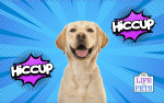 Dog Hiccups: Causes, Symptoms, and Treatments For That Ridiculous Noise