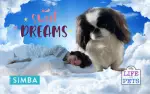 Dreaming Together The Heartwarming Adventures of Sleeping with Your Dog and a Simba Hybrid Duvet