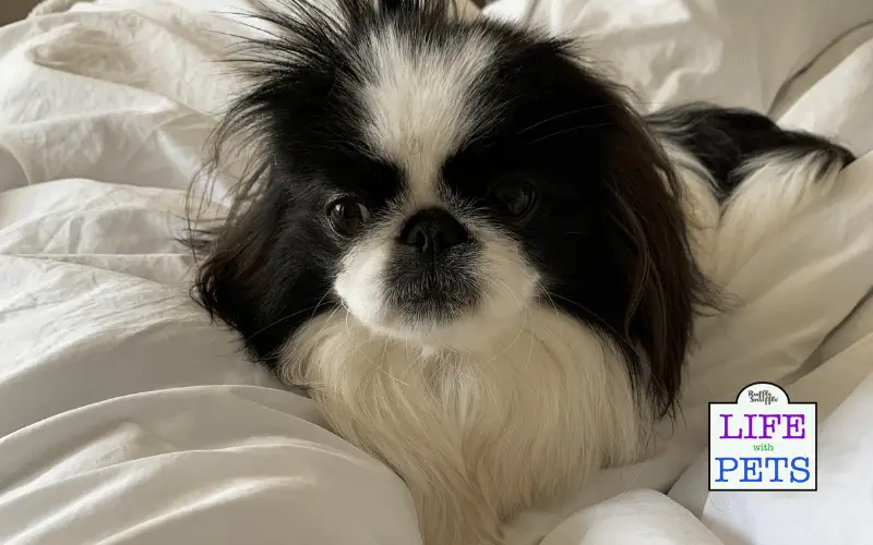 Dreaming-Together-The-Heartwarming-Adventures-of-Sleeping-with-Your-Dog-and-a-Simba-Hybrid-Duvet-2