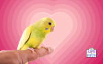 How Do I Get My Budgie to Like Me - Ways to Teach Your Bird to Love You