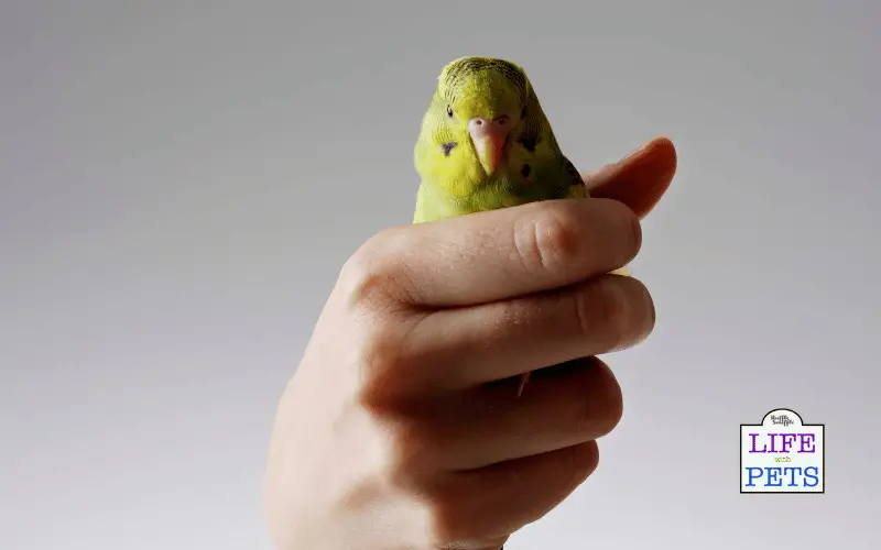 How Do I Get My Budgie to Like Me? - Ways to Teach Your Bird to Love You How Do I Get My Budgie to Like Me - Ways to Teach Your Bird to Love You