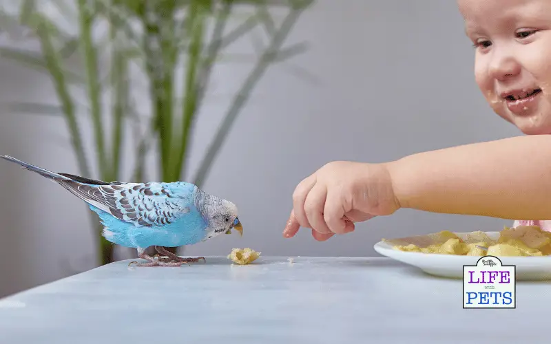 How Do I Get My Budgie to Like Me? - Ways to Teach Your Bird to Love You How Do I Get My Budgie to Like Me - Ways to Teach Your Bird to Love You