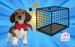 How to Crate Train Your Puppy in 8 Steps 