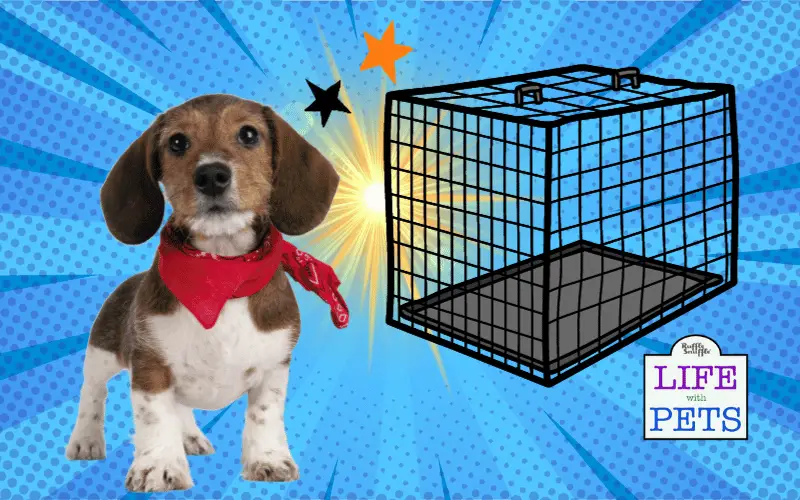 How to Crate Train Your Puppy in 8 Steps 