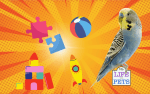 Is your Budgie Bored? 15 Ways to Keep Your Budgies Entertained