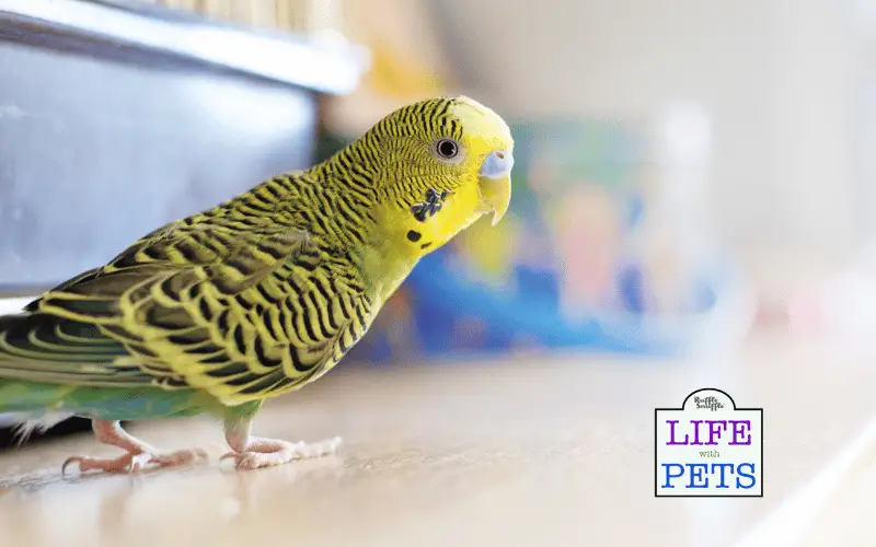 Is your Budgie Bored? 15 Ways to Keep Your Budgies Entertained Is your Budgie Bored 15 Ways to Keep Your Budgies Entertained 2