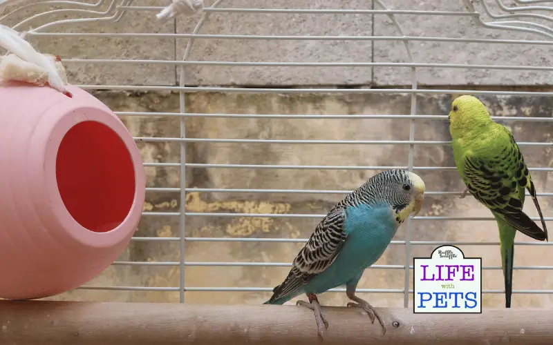 Is your Budgie Bored? 15 Ways to Keep Your Budgies Entertained Is your Budgie Bored? 15 Ways to Keep Your Budgies Entertained