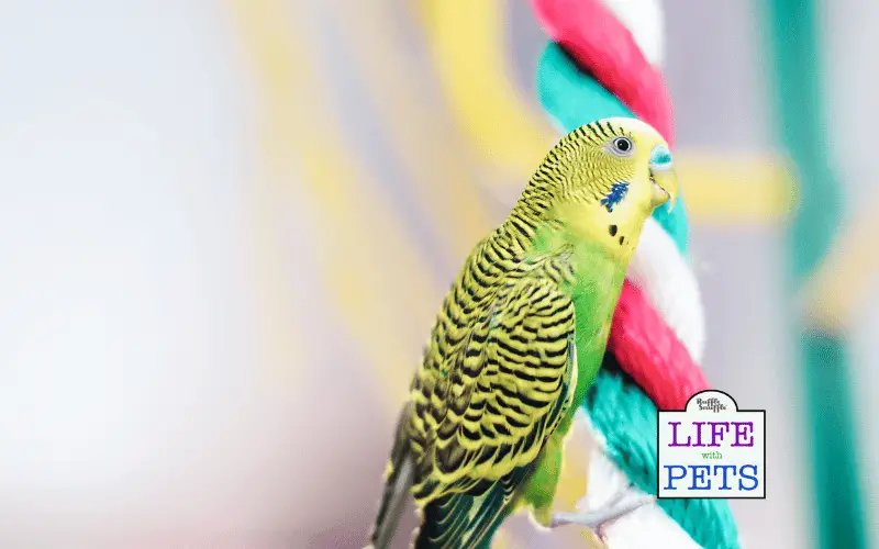 Is your Budgie Bored? 15 Ways to Keep Your Budgies Entertained Is your Budgie Bored? 15 Ways to Keep Your Budgies Entertained