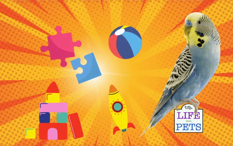 Is your Budgie Bored? 15 Ways to Keep Your Budgies Entertained