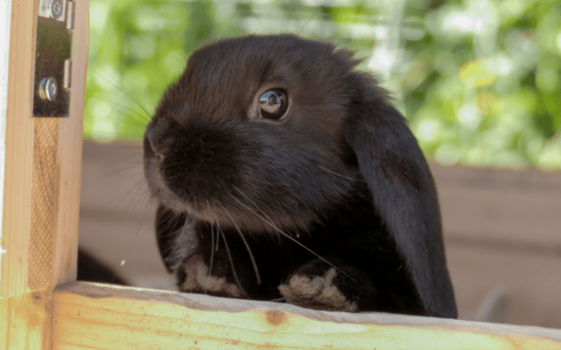 Small Space, Big Love: Tips for Optimising a Compact Bunny Cage Setup Elements and Considerations for Your Bunny Cage Setup