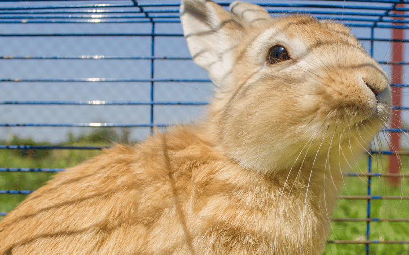 Small Space, Big Love: Tips for Optimising a Compact Bunny Cage Setup Elements and Considerations for Your Bunny Cage Setup