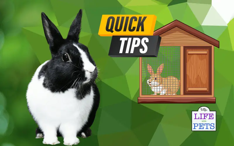 Small Space, Big Love: Tips for Optimising a Compact Bunny Cage Setup Tips for Optimizing a Compact Bunny Cage Setup