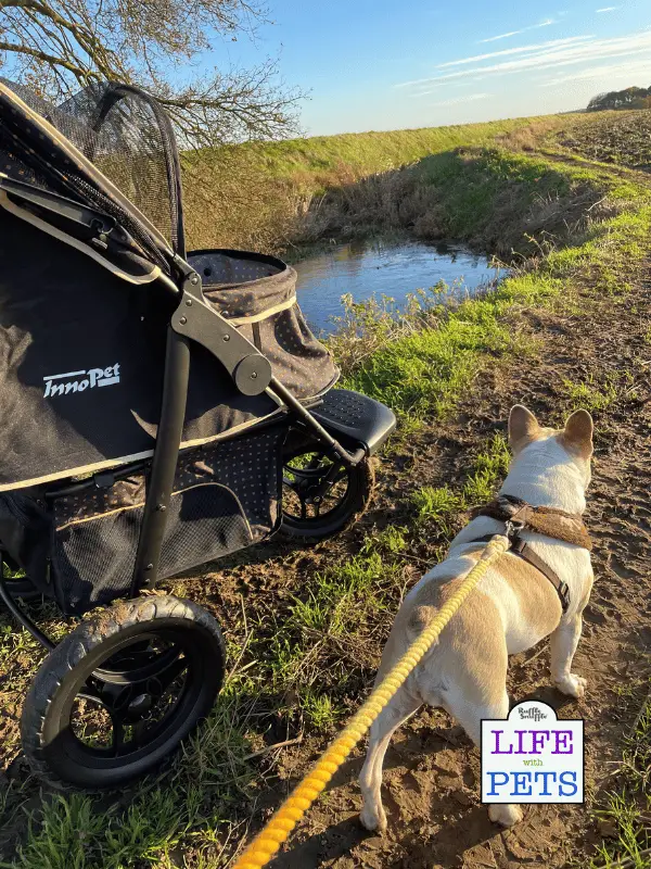Innopet Adventure Buggy All Terrain Dog Stroller Review Innopet Adventure Buggy All Terrain Dog Stroller Review - 2023