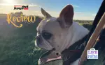 Innopet Adventure Buggy All Terrain Dog Stroller Review - 2023