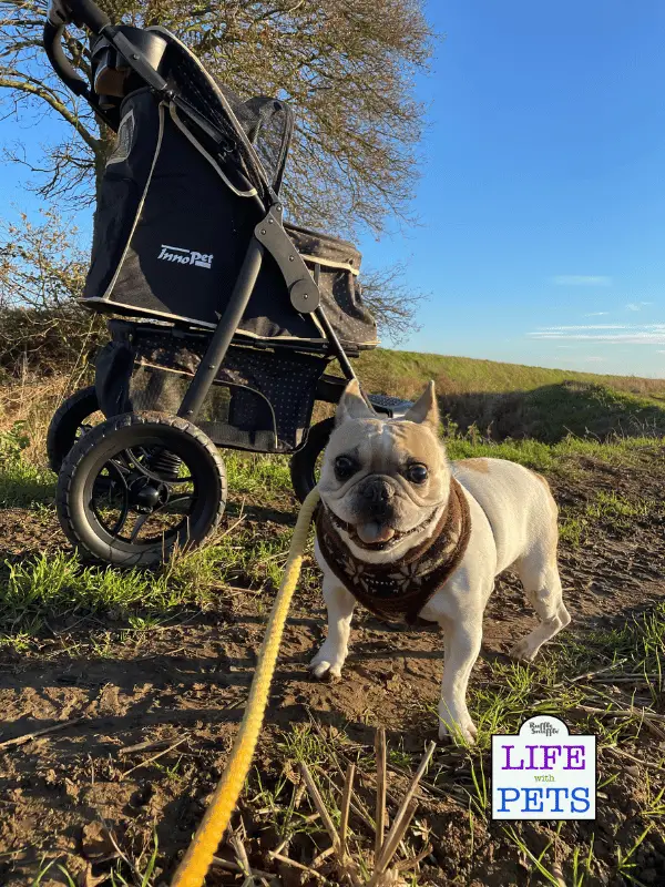 Innopet Adventure Buggy All Terrain Dog Stroller Review Innopet Adventure Buggy All Terrain Dog Stroller Review 3