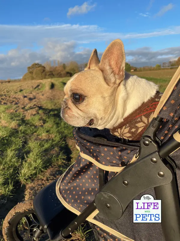 Innopet Adventure Buggy All Terrain Dog Stroller Review Innopet Adventure Buggy All Terrain Dog Stroller Review - 2023