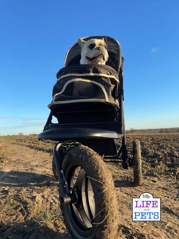 Innopet Adventure Buggy All Terrain Dog Stroller Review Innopet Adventure Buggy All Terrain Dog Stroller Review - 2023