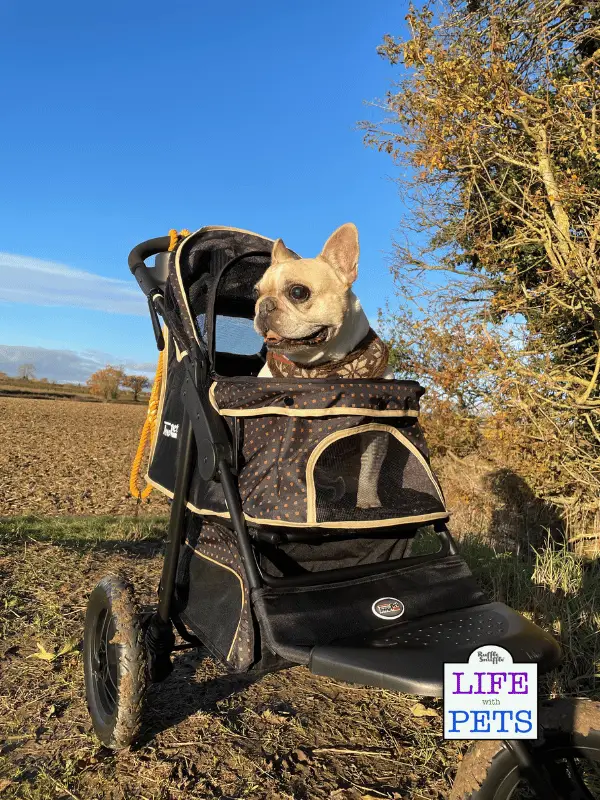 Innopet Adventure Buggy All Terrain Dog Stroller Review Innopet Adventure Buggy All Terrain Dog Stroller Review - 2023