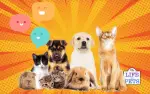 Understanding Pet Communication: An Essential Guide to Strengthen Your Bond