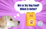 Comparing Wet And Dry Dog Food: Which Is Better?