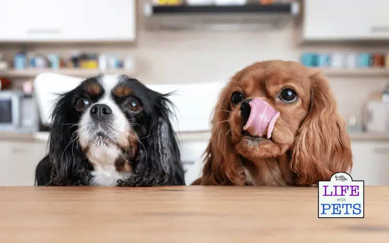 Comparing Wet And Dry Dog Food: Which Is Better?