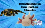 Conservation Challenges Facing Axolotls and Salamanders (With Case Studies)