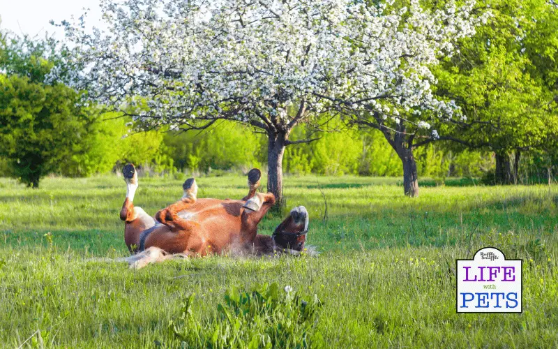 Preventing Stress In Horses: Effective Strategies And Techniques