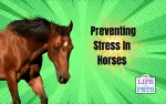 Preventing Stress In Horses: Effective Strategies And Techniques