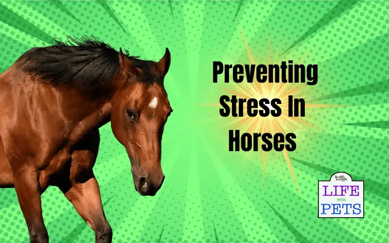 Preventing Stress In Horses: Effective Strategies And Techniques