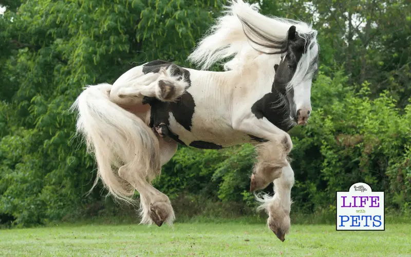 Preventing Stress In Horses: Effective Strategies And Techniques