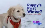 Puppy’s First Winter?