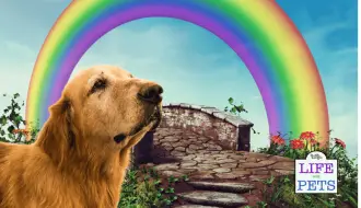 Ways to Remember Your Pet After They Have Crossed the Rainbow Bridge