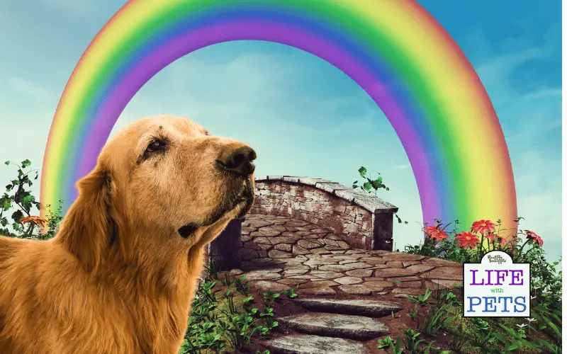 Ways to Remember Your Pet After They Have Crossed the Rainbow Bridge