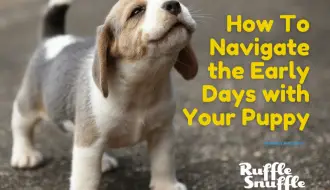 How To Navigate the Early Days with Your Puppy