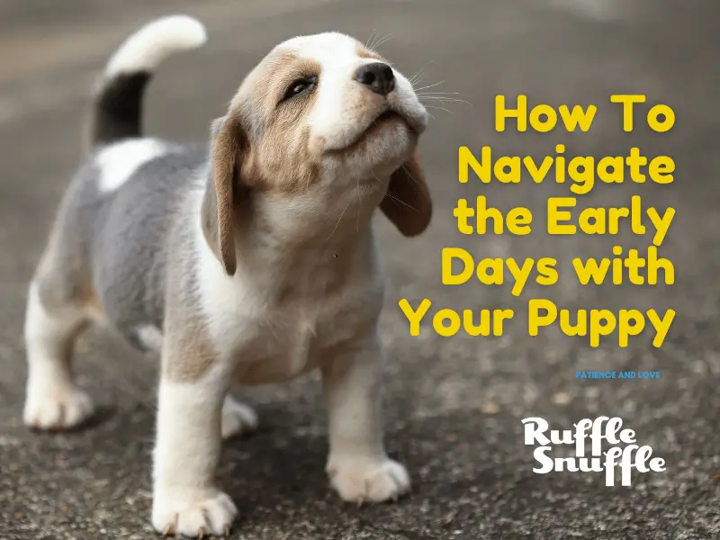 How To Navigate the Early Days with Your Puppy