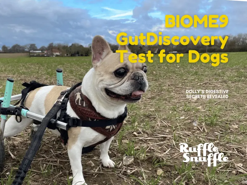 Dolly’s Digestive Secrets: A Review of the Biome9 GutDiscovery Test for Dogs