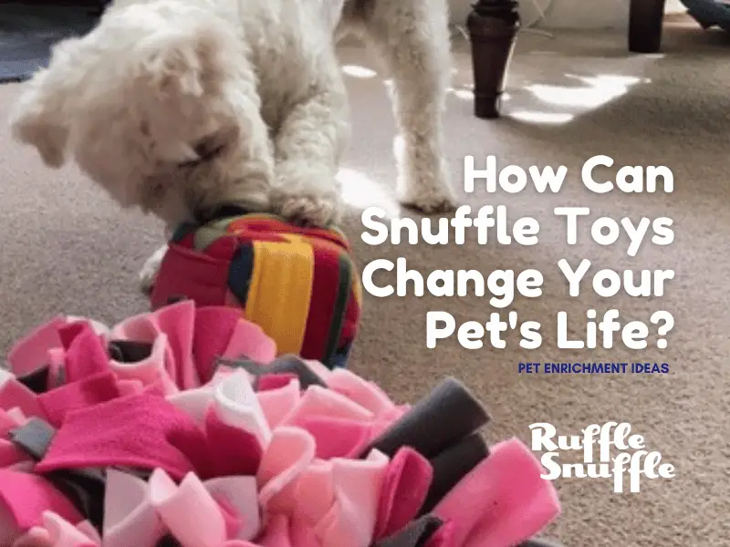 How Snuffle Mats Can Transform Your Pet's Life