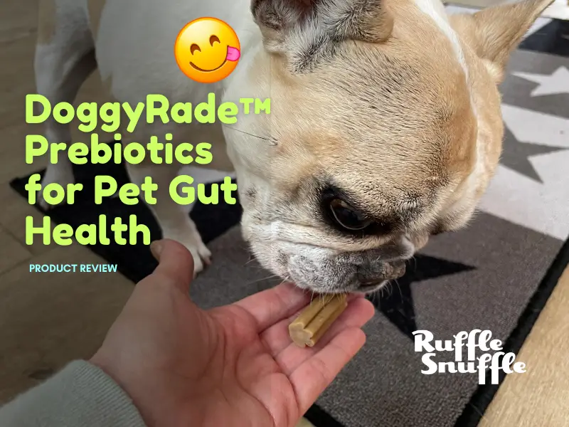 Boosting Gut Health for My Frenchie with a Review of DoggyRade’s Pet Products